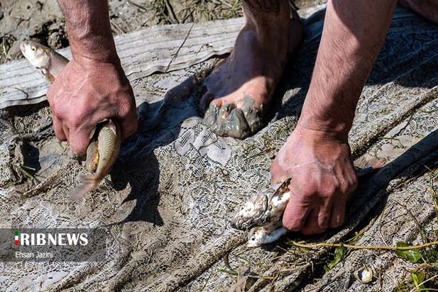 مرگ ماهی‌ها در زاینده‌رود