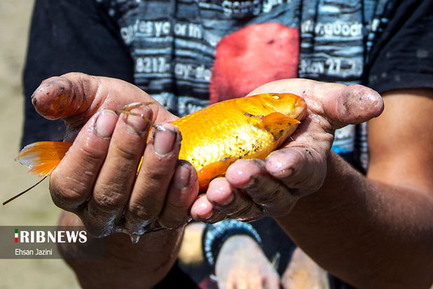 مرگ ماهی‌ها در زاینده‌رود
