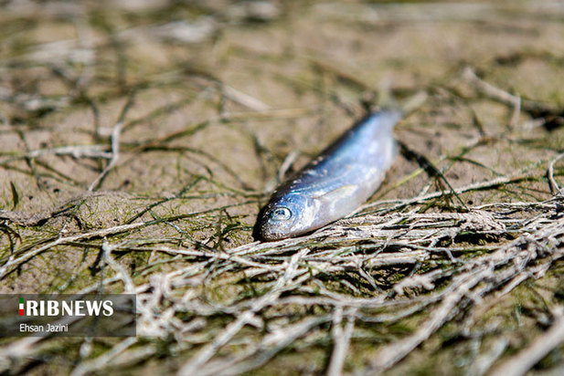 مرگ ماهی‌ها در زاینده‌رود