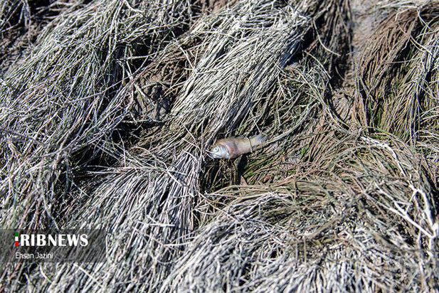 مرگ ماهی‌ها در زاینده‌رود