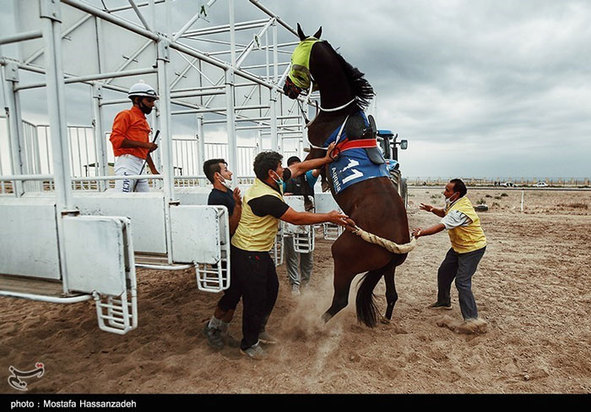 هفته سوم کورس اسبدوانی پائیزه کشور در آق‌قلا 