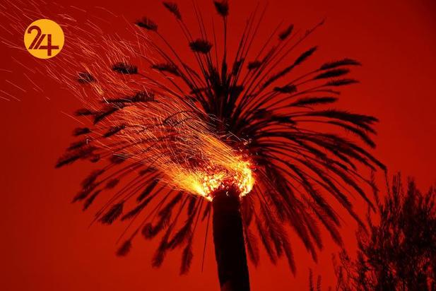 مزارع انگور کالیفرنیا زیر خاکستر 