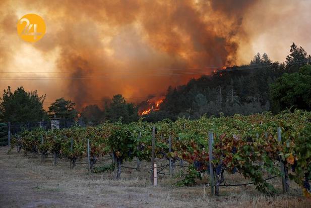 مزارع انگور کالیفرنیا زیر خاکستر 