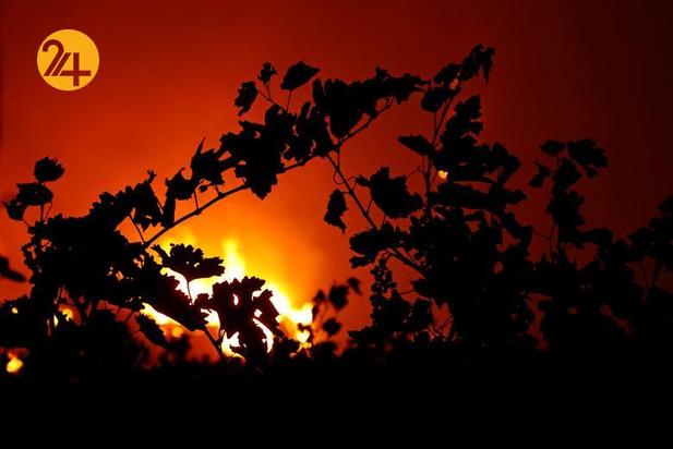 مزارع انگور کالیفرنیا زیر خاکستر 