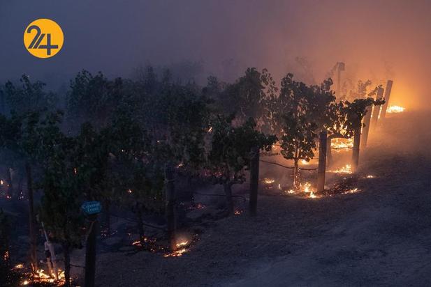 مزارع انگور کالیفرنیا زیر خاکستر 