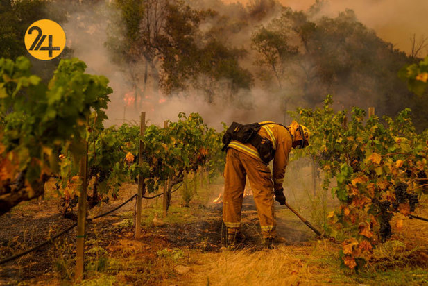 مزارع انگور کالیفرنیا زیر خاکستر 