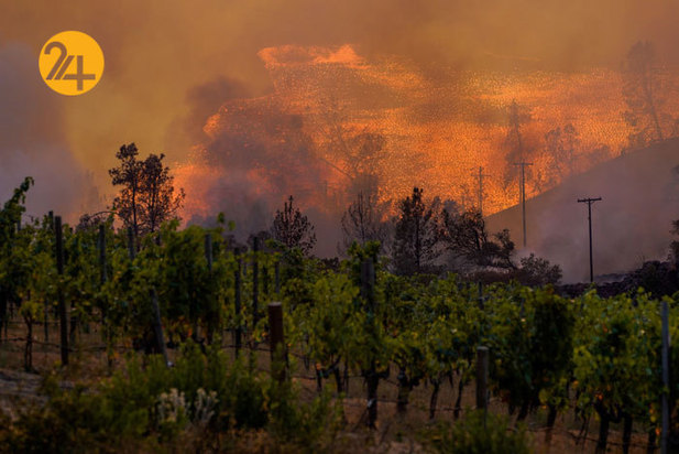 مزارع انگور کالیفرنیا زیر خاکستر 