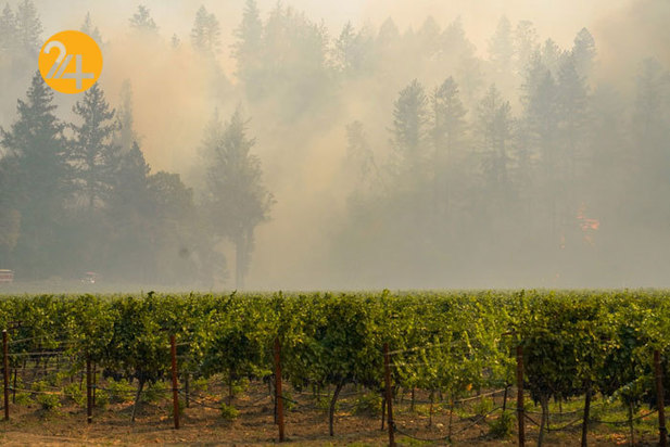 مزارع انگور کالیفرنیا زیر خاکستر 