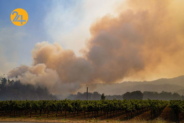 مزارع انگور کالیفرنیا زیر خاکستر 