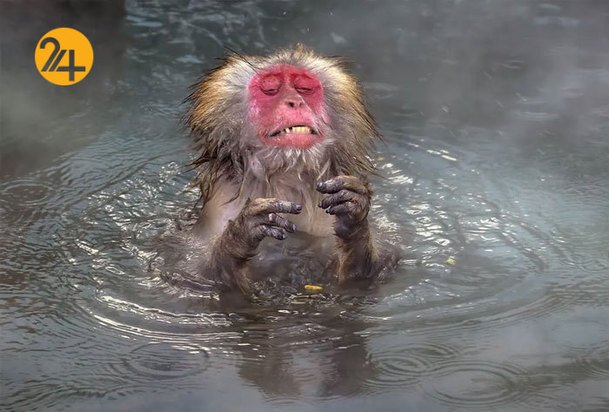 یک هفته به روایت تصویر