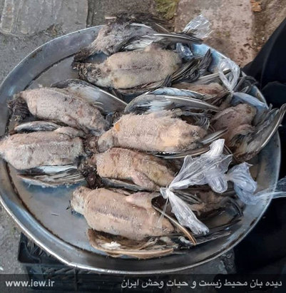 یک هفته به روایت تصویر