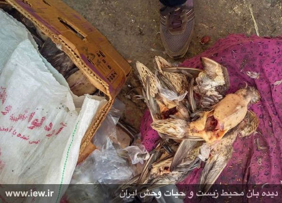 یک هفته به روایت تصویر