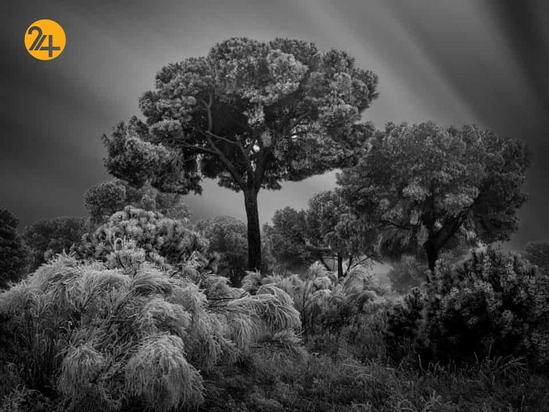 مسابقه عکاسی باغ