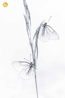 مسابقه عکاسی باغ