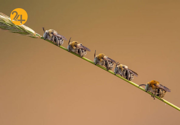 بهترین عکاسان حیات وحش 2019