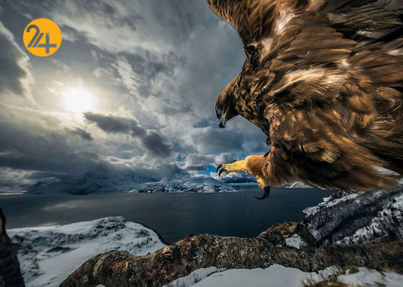 بهترین عکاسان حیات وحش 2019