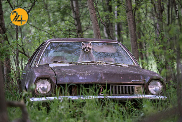 بهترین عکاسان حیات وحش 2019