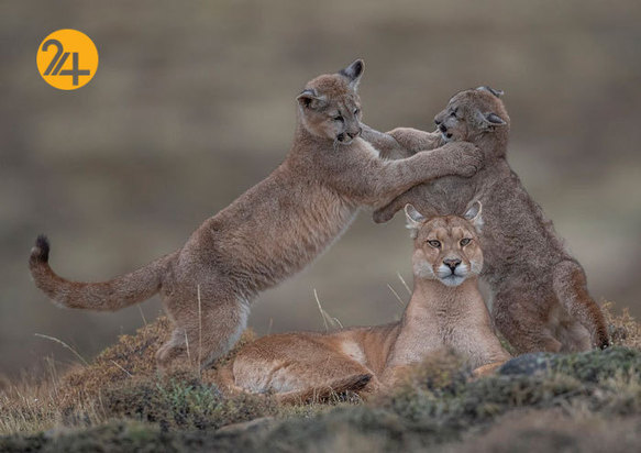 بهترین عکاسان حیات وحش 2019