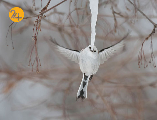 بهترین عکاسان حیات وحش 2019