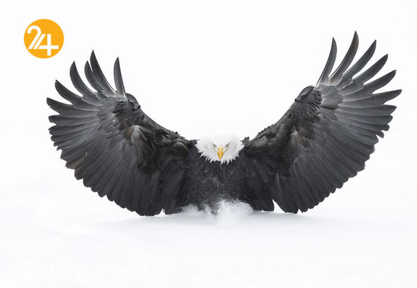 بهترین عکاسان حیات وحش 2019