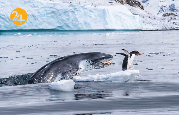 بهترین عکاسان حیات وحش 2019