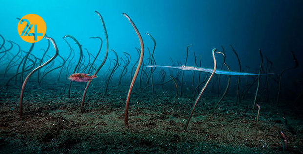 بهترین عکاسان حیات وحش 2019