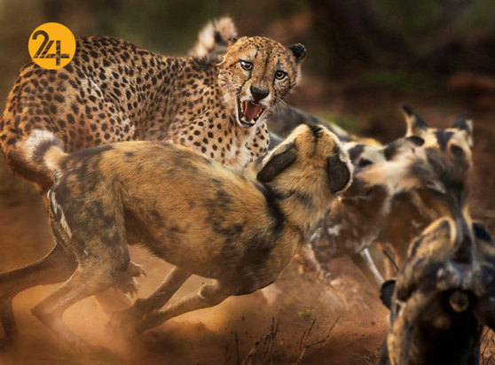 بهترین عکاسان حیات وحش 2019