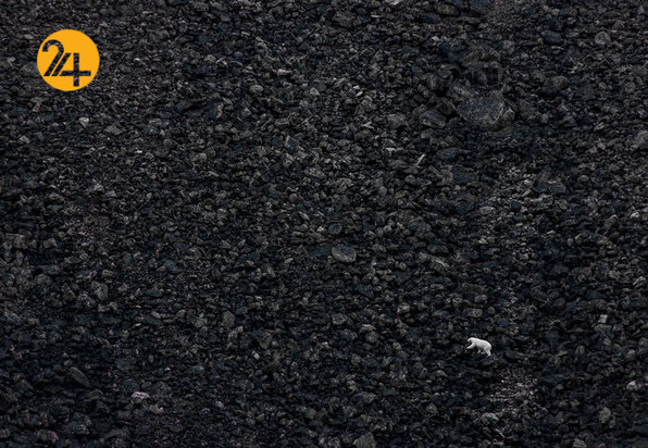 بهترین عکاسان حیات وحش 2019