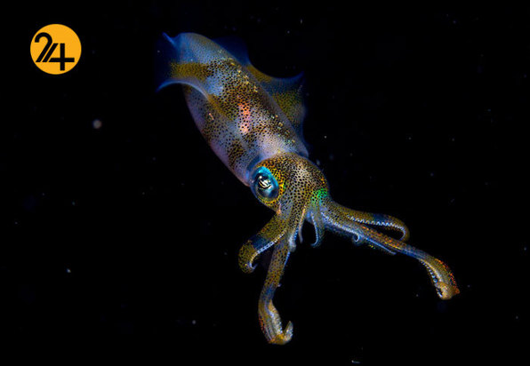 بهترین عکاسان حیات وحش 2019