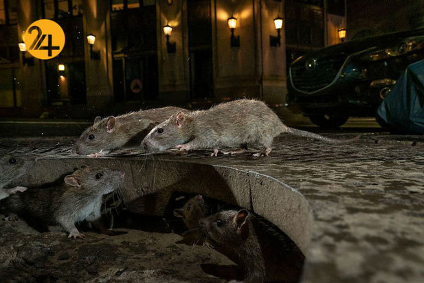 بهترین عکاسان حیات وحش 2019