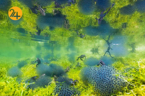 بهترین عکاسان حیات وحش 2019