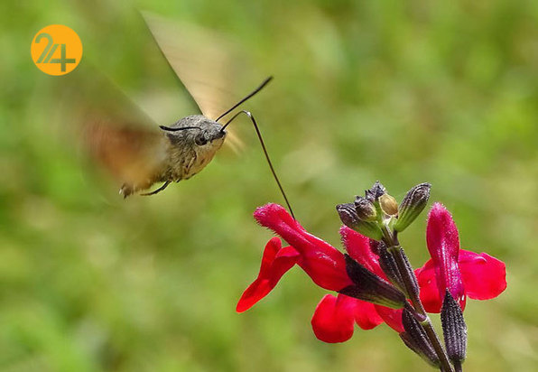 بهترین عکاسان حیات وحش 2019