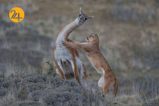 بهترین عکاسان حیات وحش 2019