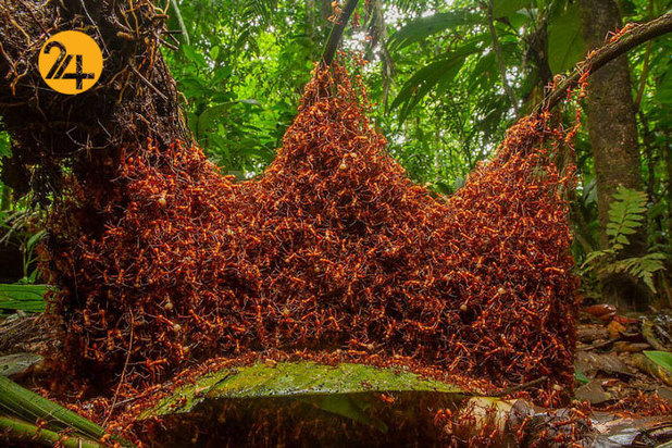 بهترین عکاسان حیات وحش 2019