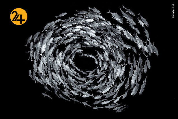 بهترین عکاسان حیات وحش 2019