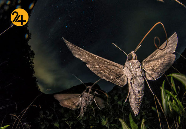 بهترین عکاسان حیات وحش 2019