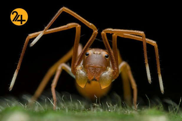 بهترین عکاسان حیات وحش 2019