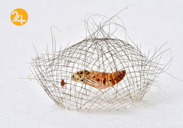 بهترین عکاسان حیات وحش 2019