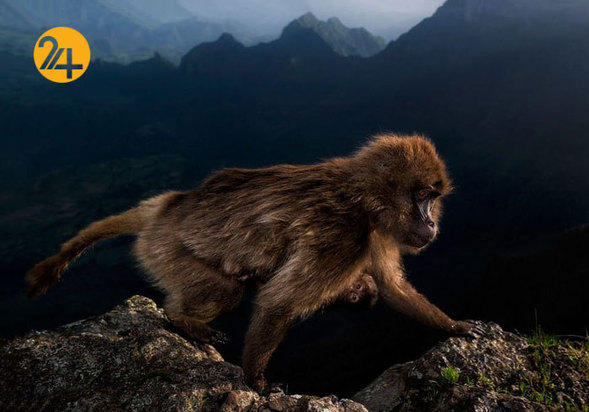 بهترین عکاسان حیات وحش 2019