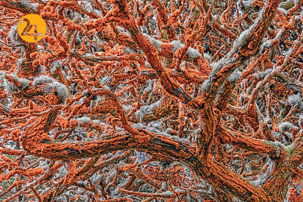 بهترین عکاسان حیات وحش 2019