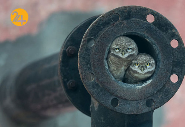 جالب‌ترین تصاویر از زندگی حیوانات