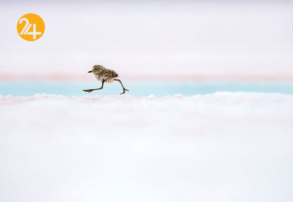 جالب‌ترین تصاویر از زندگی حیوانات