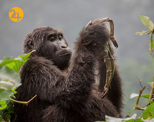 جالب‌ترین تصاویر از زندگی حیوانات