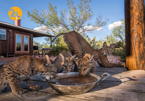 جالب‌ترین تصاویر از زندگی حیوانات