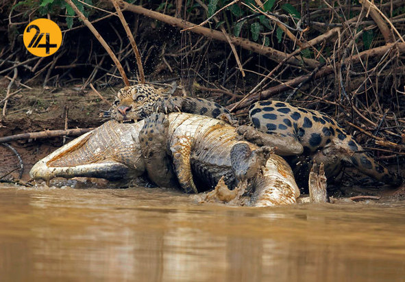 جالب‌ترین تصاویر از زندگی حیوانات