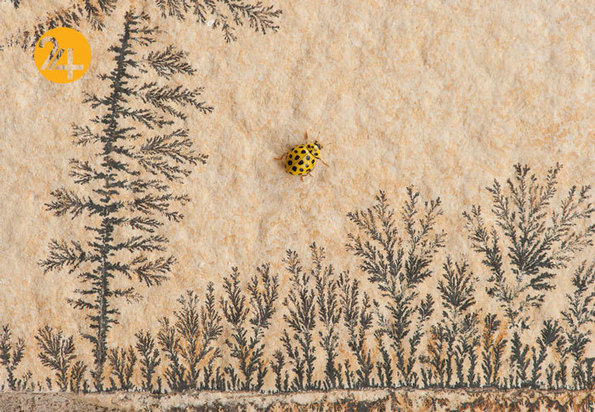 جالب‌ترین تصاویر از زندگی حیوانات