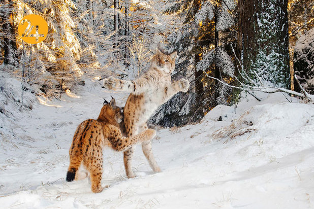 جالب‌ترین تصاویر از زندگی حیوانات