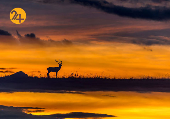 جالب‌ترین تصاویر از زندگی حیوانات