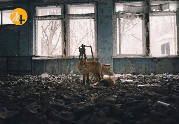 جالب‌ترین تصاویر از زندگی حیوانات