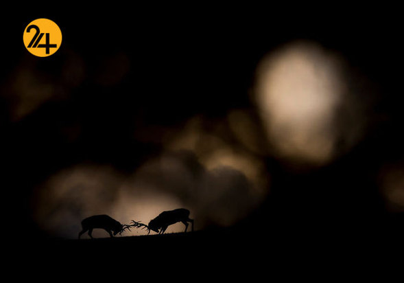 جالب‌ترین تصاویر از زندگی حیوانات